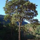 עץ איפאה טבאקו