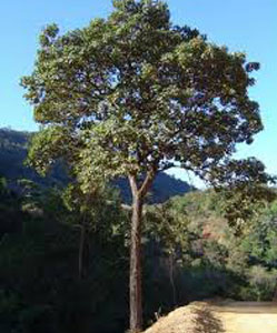 עץ איפאה טבאקו