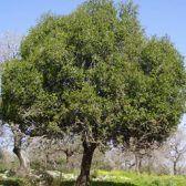 עץ אלון פאנל